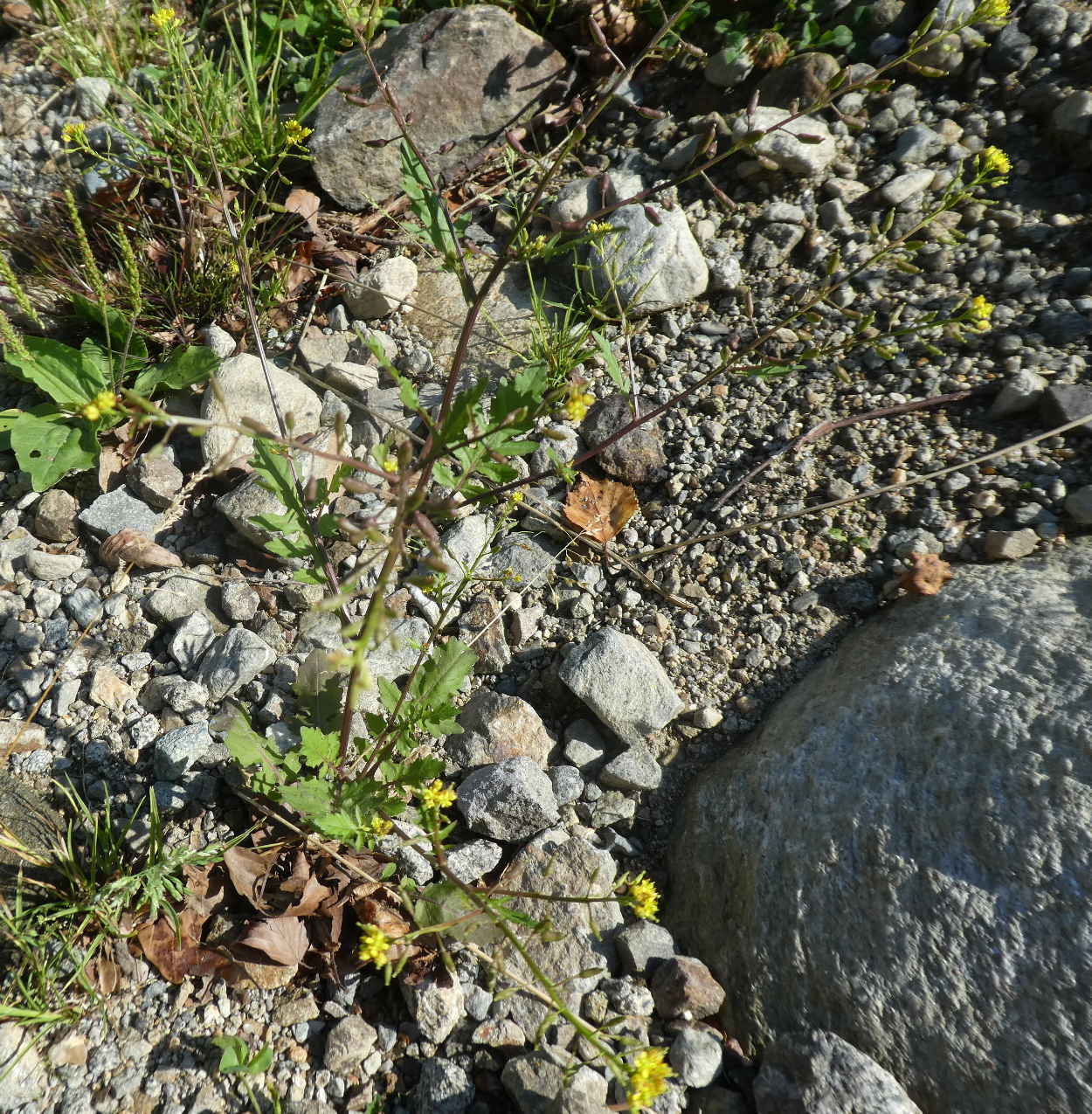 Rorippa palustris / Crescione palustre